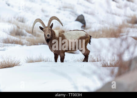 Himalayan Ibex Capra sibirica ou hemalayanus au Ladakh Himalaya inde pendant les mois d'hiver Banque D'Images