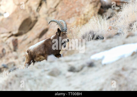 Himalayan Ibex Capra sibirica ou hemalayanus au Ladakh Himalaya inde pendant les mois d'hiver Banque D'Images