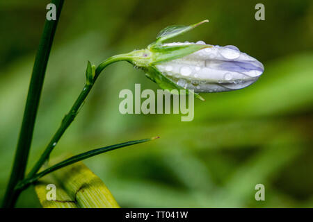Gouttes de pluie sur bouton floral vu après la pluie. Banque D'Images