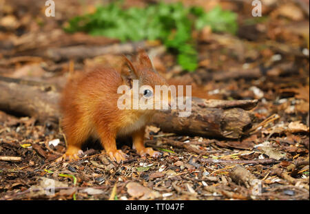 Un mignon bébé Écureuil roux (Sciurus vulgaris). Pris à la fin du printemps sur l'île d'Anglesey dans le Nord du Pays de Galles, Royaume-Uni Banque D'Images