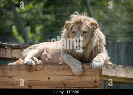 Lion Banque D'Images