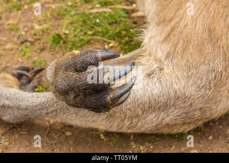 Macropus kangourous gris de l'avant-bras et des griffes tasmaniensis closeup Banque D'Images