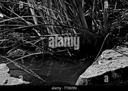 Étude de l'art noir et blanc des roches et les quenouilles, Lindsey City Park Public Fishing Lake, Canyon, Texas. Banque D'Images