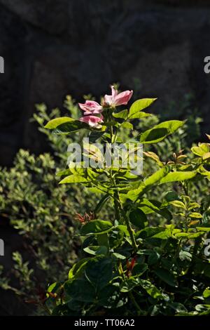 Printemps des Fleurs roses, Ville de Canyon Jardin Public, Canyon, Texas Banque D'Images