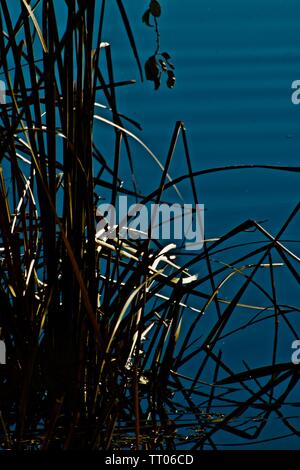 Les quenouilles au bord de l'eau, Lindsey City Park Public Fishing Lake, Canyon, Texas Banque D'Images