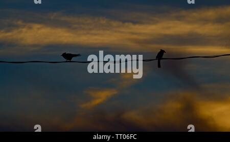 Paire de Blue Jay assis sur la ligne d'alimentation dans le coucher du soleil, Canyon, Texas. Banque D'Images