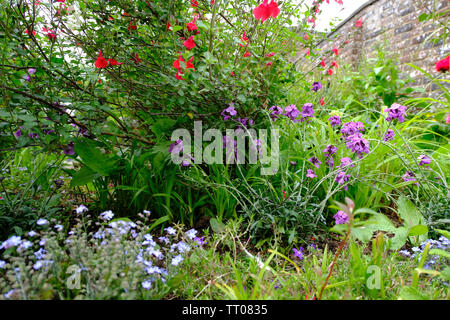 Sussex, UK. Old fashioned aléatoires Chalet jardin planter avec Forget Me Nots, Giroflées et 'Hot Lips' Banque D'Images