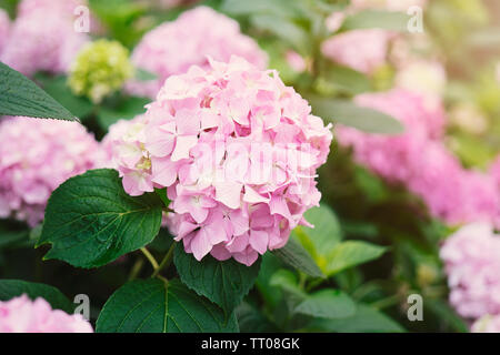 Les inflorescences rose d'un hortensia (Hydrangea L.) close up Banque D'Images