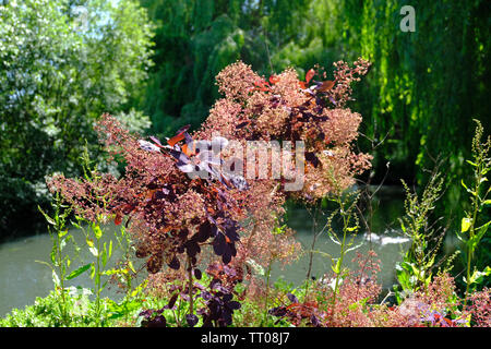 West Sussex, Angleterre, Royaume-Uni. Prunus serrula 'Royal Purple' arbre de fumée de plus en plus d'arbustes au début de l'été à côté d'un grand étang de jardin. Banque D'Images