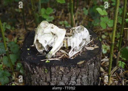 Deux petits crânes de mammifères sur une souche d'arbre dans une forêt de bambou Banque D'Images