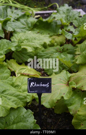 Un patch de rhubarbe sur un allotissement jardin au Royaume-Uni Banque D'Images