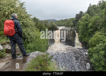 Force élevée, Teesdale, County Durham, Royaume-Uni. 13 juin 2019. Météo britannique. Une pluie walker jouit de la vue de la Rivière Tees thundering plus de force élevée dans le North Pennines. Crédit : David Forster/Alamy Live News Banque D'Images