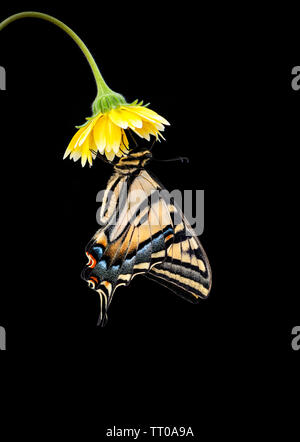 Un tigre de l'Ouest Papilio rutulus) accrochée à une fleur jaune sur fond noir Banque D'Images