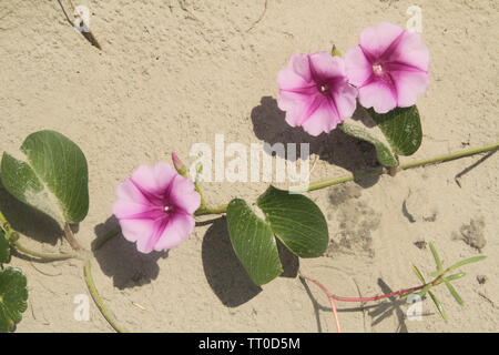 L'Ipomoea pes-caprae Sweet, Beach Morning Glory, Ipomoea pes-caprae, Calystegia soldanella, sur Peruibe, São Paulo, Brésil Banque D'Images