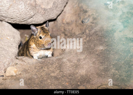 (Octodon Degu commun dégus) Banque D'Images