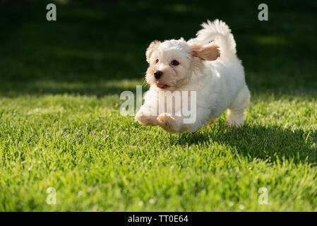 Peu gaie havanese puppy fonctionnant sur un pré herbeux ensoleillés Banque D'Images