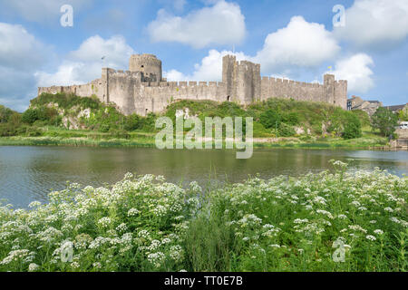 Château de Pembroke avec fleurs sauvages d'été, Pembrokeshire, Pays de Galles Banque D'Images