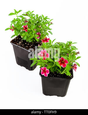 Plante en pot var. Cherry Lace Banque D'Images