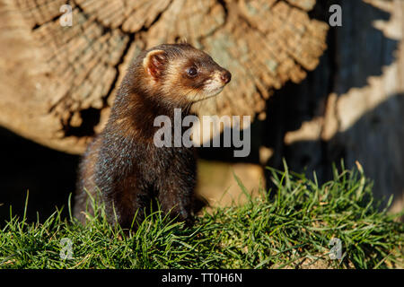 Le putois d'Europe (Mustela putorius) Banque D'Images