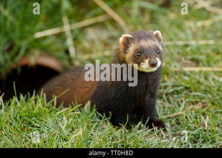 Le putois d'Europe (Mustela putorius) Banque D'Images