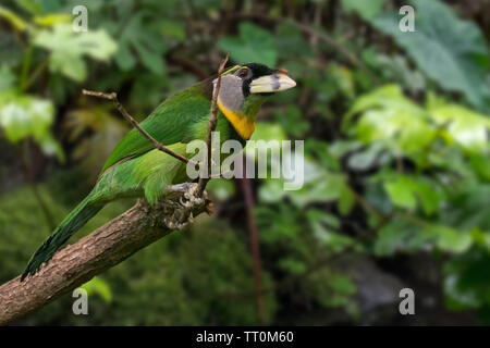 Fire-touffes barbet (Psilopogon pyrolophus) perché dans l'arbre, originaire de la péninsule de Malaisie et de Sumatra Banque D'Images