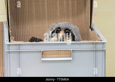 6-semaines-duc de verreaux grand-duc laiteux / / Giant Eagle owl (Bubo lacteus), phalène dans un coffret plastique, né en captivité au zoo Banque D'Images