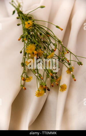Petit bouquet de fleurs de pissenlit sur fond de tissu Banque D'Images