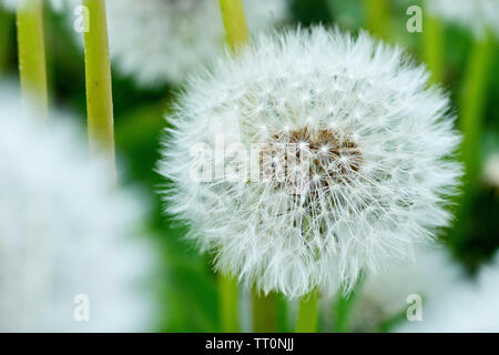 Seedhead pissenlit (Taraxacum officinale), close up d'un seul plein seedhead entre autres. Banque D'Images