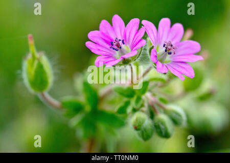 Dove's-foot géranium sanguin (Geranium molle), close up d'un couple de fleurs avec des bourgeons et des graines en tête. Banque D'Images