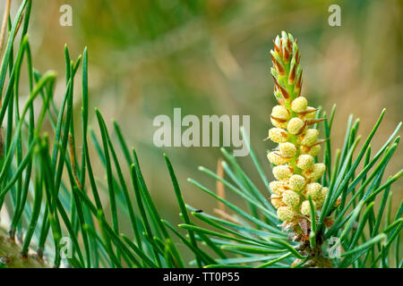 Scot's pin (Pinus sylvestris), près de la nouvelle croissance au printemps montrant les nouvelles aiguilles et la fleur mâle. Banque D'Images