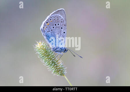 Amanda's Blue Butterfly (Polyommatus amandus) reposant sur l'usine. Banque D'Images