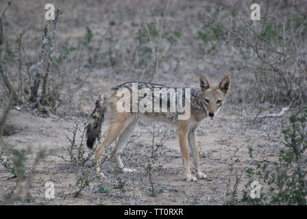 Jackal dans Kapama Private Game Reserve, Afrique du Sud. Les animaux dans la nature. Banque D'Images