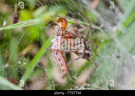 Funnel-web spider, Agelena labyrinthica, pris une chenille dans son site web Banque D'Images