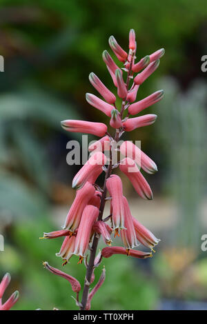 Gros plan d'une fleur sur une plante d'aloe jucunda Banque D'Images