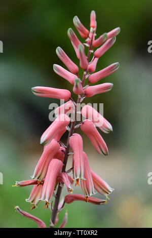 Gros plan d'une fleur sur une plante d'aloe jucunda Banque D'Images