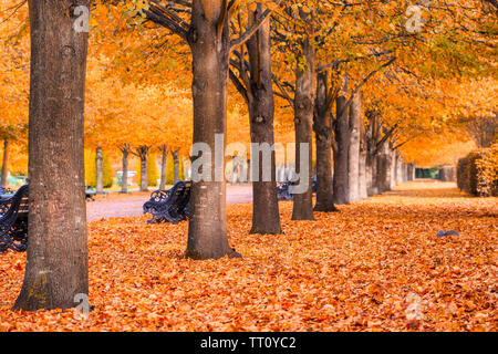 Beaux paysages automnaux de tunnel d'arbres dans le Regent's Park de Londres Banque D'Images