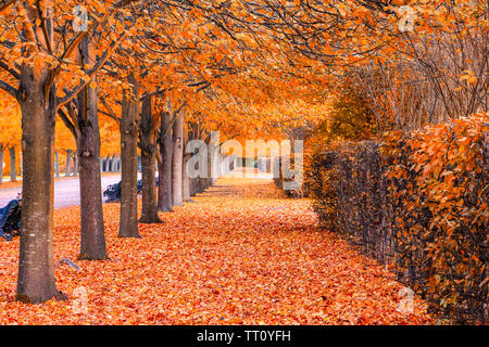 Beaux paysages automnaux de tunnel d'arbres dans le Regent's Park de Londres Banque D'Images