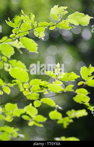 Ecran rétroéclairé feuilles de hêtre (Fagus sylvatica) dans Holne Woods un jour d'été. Dartmoor National Park, Devon, UK. Banque D'Images