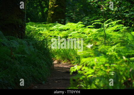 Chemin à travers Holne Woods un jour d'été. Le Dartmoor, Devon, UK. Banque D'Images