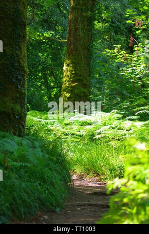 Chemin à travers Holne Woods un jour d'été. Le Dartmoor, Devon, UK. Banque D'Images