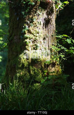 Tronc moussus de chêne pédonculé (Quercus robur) dans Holne Bois. Dartmoor National Park, Devon, UK. Banque D'Images