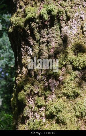Tronc moussus de chêne pédonculé (Quercus robur) dans Holne Bois. Dartmoor National Park, Devon, UK. Banque D'Images