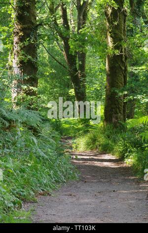 Chemin à travers Holne Woods sur un jour d'été. Dartmoor National Park, Devon, UK. Banque D'Images