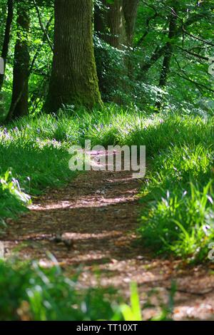 Chemin à travers Holne Woods un jour d'été. Le Dartmoor, Devon, UK. Banque D'Images