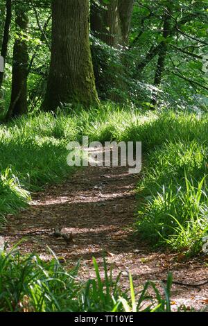 Chemin à travers Holne Woods un jour d'été. Le Dartmoor, Devon, UK. Banque D'Images