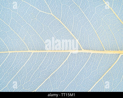 La surface texturée de feuilles séchées close up on blue background Banque D'Images