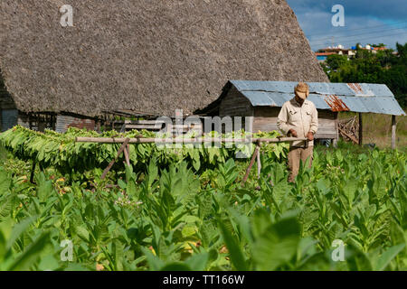 Producteur de tabac travaillant dans son champ en face d'une chambre de séchage(secadero) dans la vallée de Vinales, Viñales, Pinar del Rio Province,Cuba, Caraïbes Banque D'Images