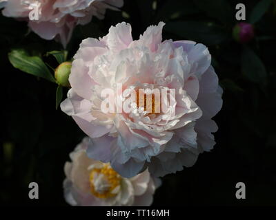 Paeonia matin baiser. Fleur de pivoine rose double. Paeonia lactiflora pivoine chinoise (ou même jardin pivoine). Banque D'Images