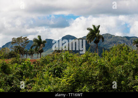 Scène d'agriculture rurale traditionnelle avec des mogotes calcaires de la verdoyante vallée de Vinales, Viñales, Pinar del Rio Province,Cuba, Caraïbes Banque D'Images