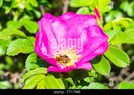 Bumblebee recueille le pollen de fleur rose rose chien de Bush en journée de printemps ensoleillée Banque D'Images